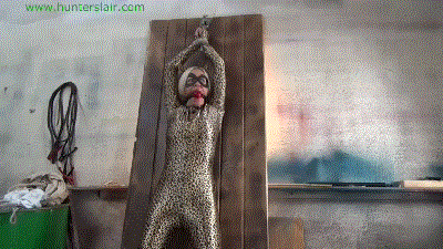 www.jimhunterslair.com - Jaguar's brutal breast bound, crotch rope interrogation thumbnail